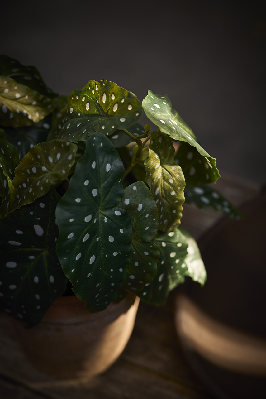 /images/imagebankSeasons/small/Mr Plant AW24/2104-90-1.jpg